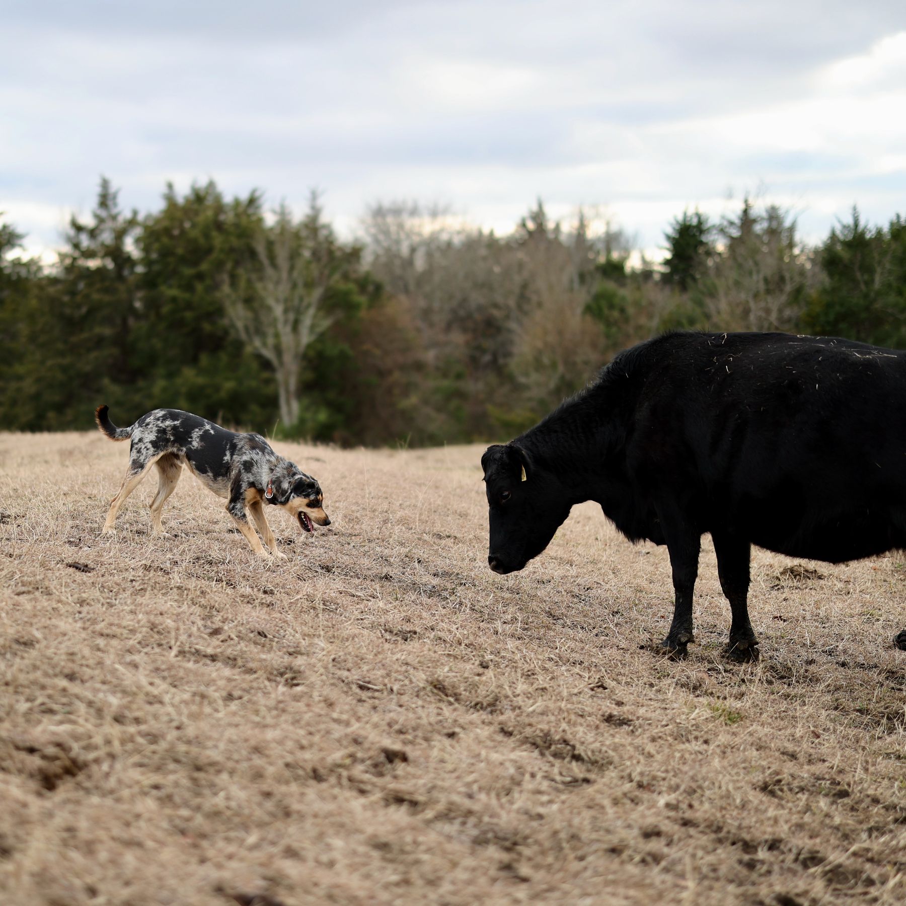 Dog/Cow Standoff